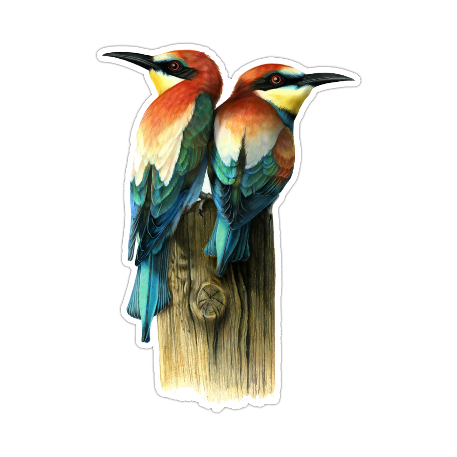 Rainbow European Bee Eater Birds Die Cut Sticker (3092)